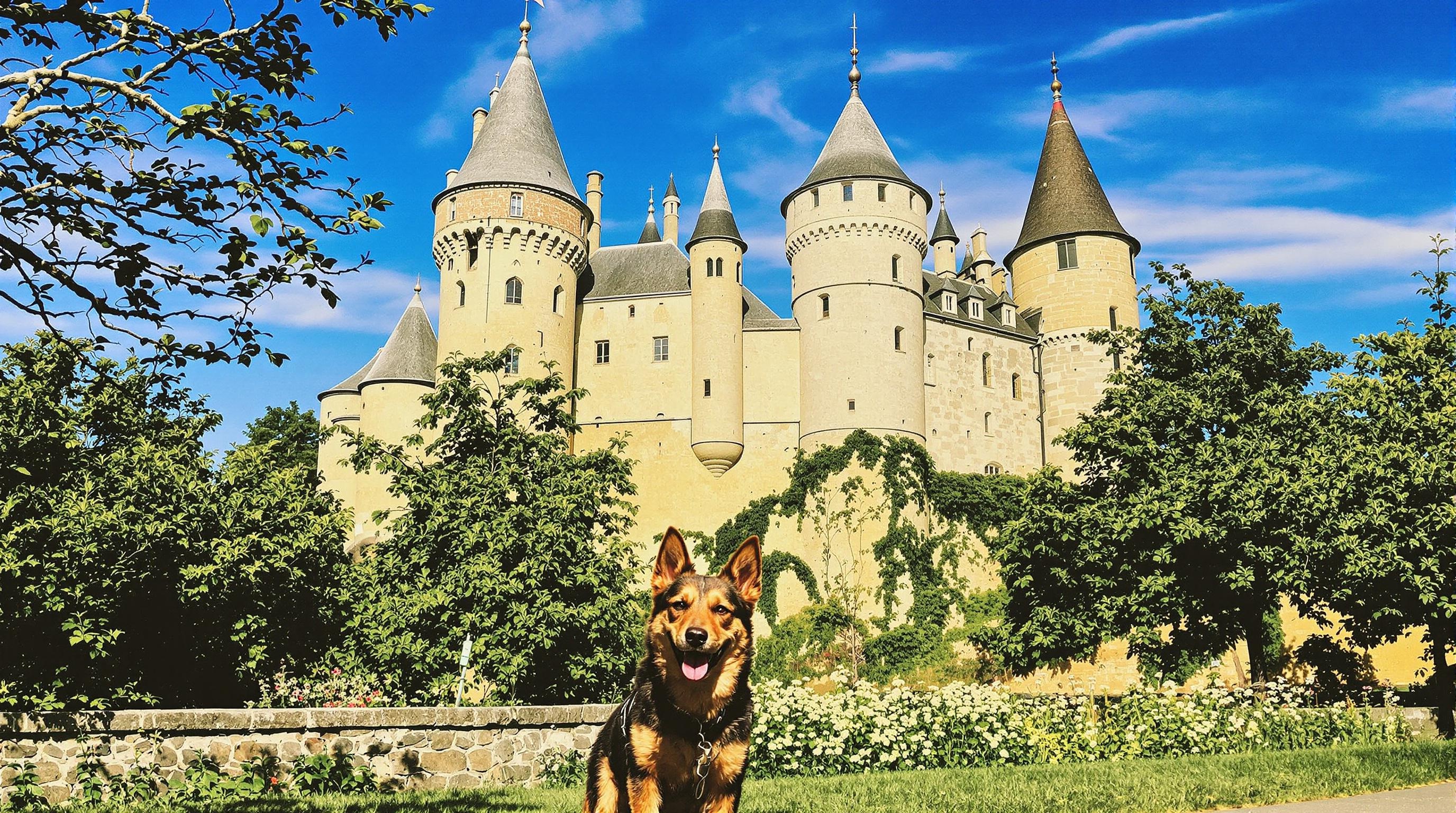 Chien devant un château en Dordogne